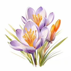 Clipart crocus, images de fleurs de crocus, 10 images clipart aquarelle, fichiers JPG imprimables, téléchargement immédiat, usage commercial, créations en papier