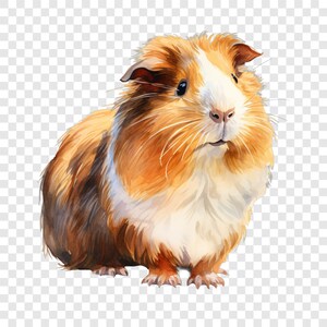 10 PNG Guinea Pig Clipart, Cavy Pet Images, Watercolor Clip Art, Instant Download, Commercial Use, Paper craft