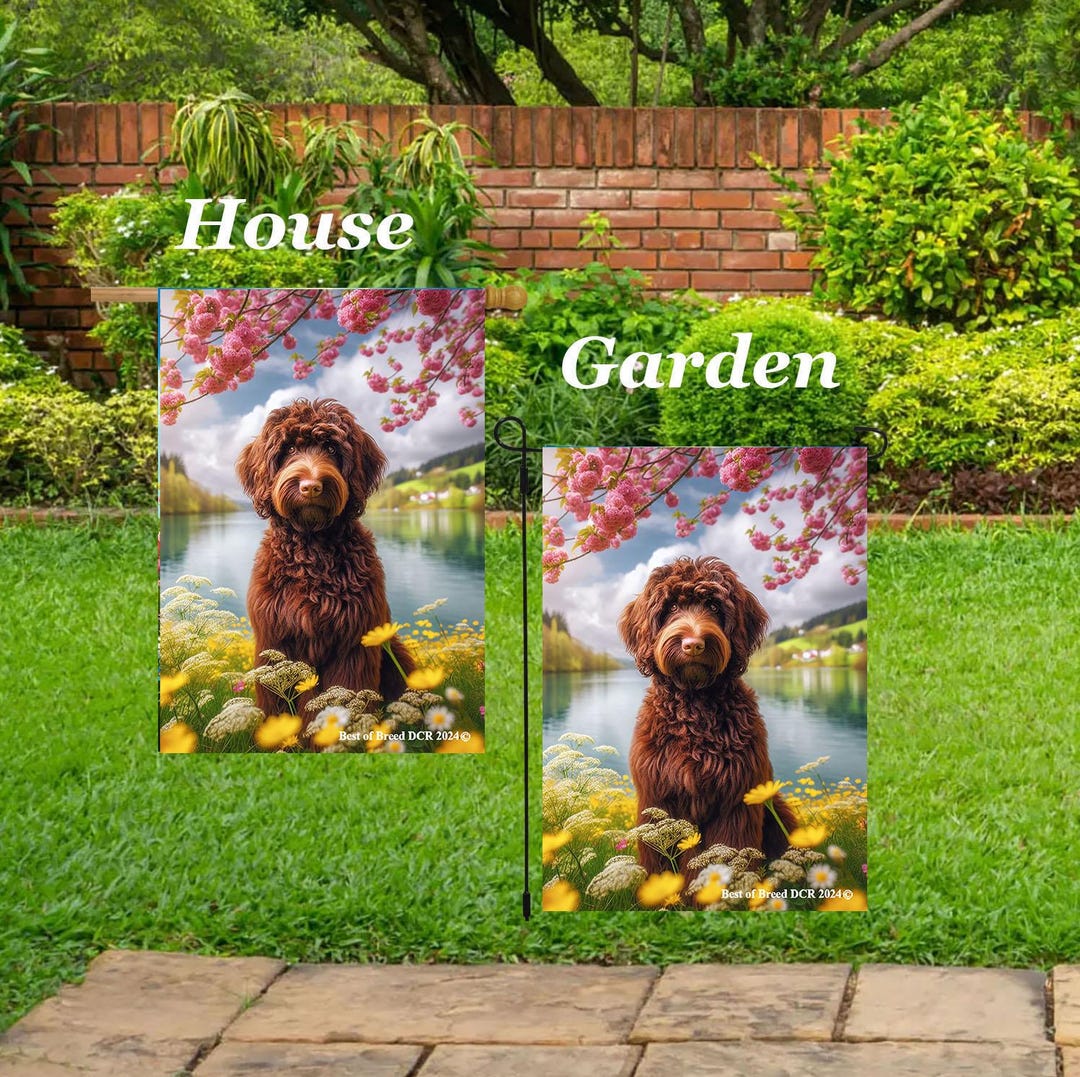 Labradoodle Chocolate - Best of Breed DCR Spring Scene Outdoor House ...
