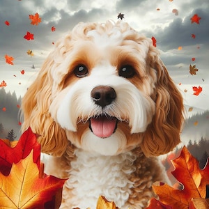 Könnte beinhalten: Nahaufnahme eines Cavalier King Charles Spaniel-Hundes mit glücklichem Gesichtsausdruck, umgeben von Herbstblättern. Der Hund hat braunes und weißes Fell, mit einer rosa Zunge. Rote und orangefarbene Blätter fallen vom bewölkten Himmel.