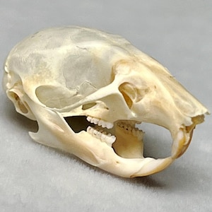 May include: A small, off-white rodent skull featuring a smooth, rounded cranium, prominent eye sockets, and a lower jaw with visible molars. The front of the skull displays characteristic curved incisors, showing a natural bone texture throughout.