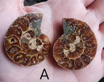 Mini Ammonite