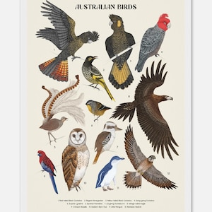 Australian Birds Poster, Nature Gift, Cockatoo Print, Australian Parrots Print, Wildlife Birdlife, Eagle, Lyrebird, Kookaburra Artwork