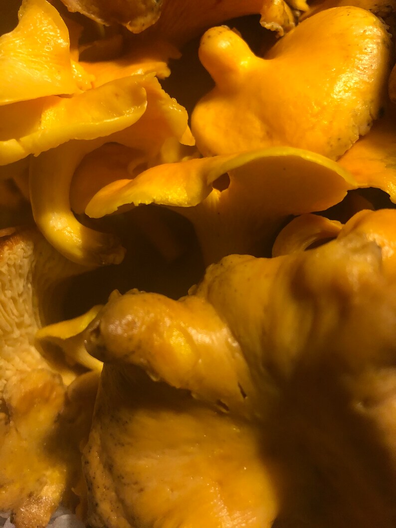 1 OZ Dried Chanterelle Mushrooms Wild Harvest Forest Etsy