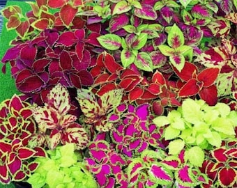 Coleus seeds (100 seeds) grow indoors as a houseplant or outside as a annual