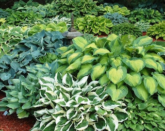 Mixed Hosta Bare Root Perennial hosta  bulb 6 live plants per order true mix may contain variegated and solid color leafs beautiful foliage