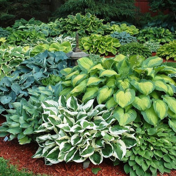 Mixed Hosta Bare Root Perennial hosta  bulb 6 live plants per order true mix may contain variegated and solid color leafs beautiful foliage