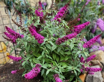 Hot Raspberry butterfly bush. Small start