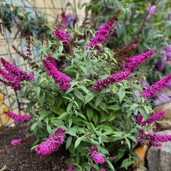 Hot Raspberry butterfly bush. Small start