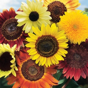 Sunflower seed mix colors 30 seeds