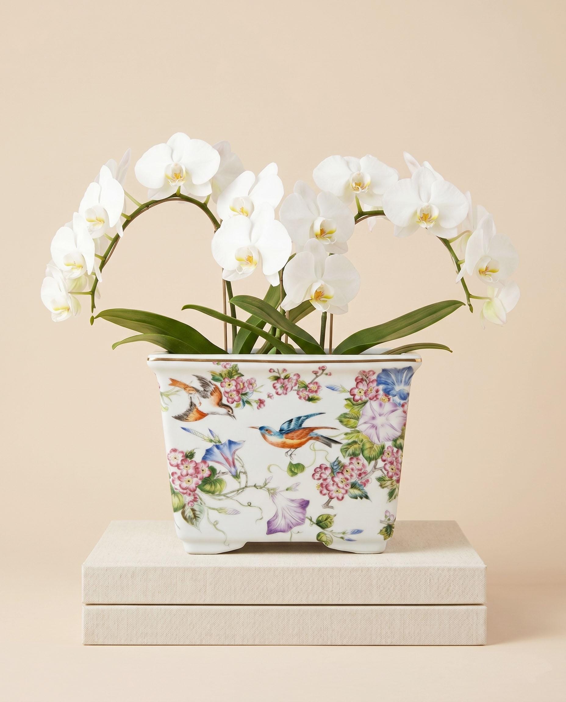 Chinoiserie Porcelain Cachepot Grandmillennial Planter Maximalist