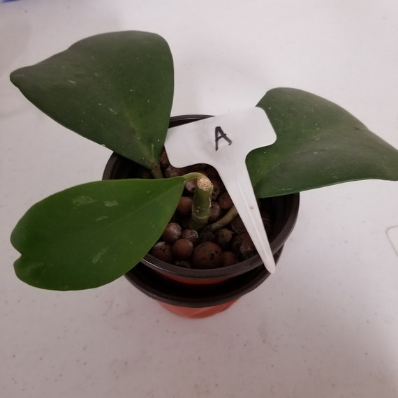 Hoya Kerrii Hoyas Kerrii Hoyas Plants Hoya Plants for Sale Etsy UK