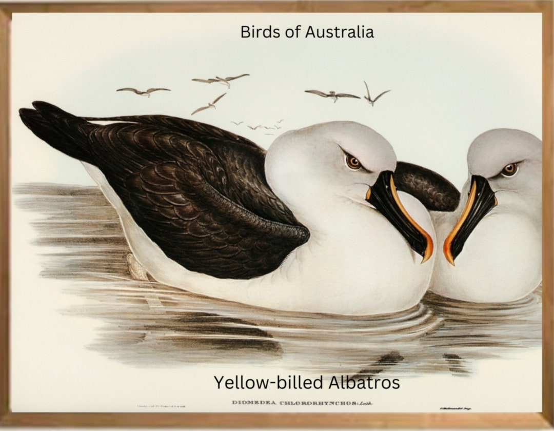 Watercolor Print of Australian Yellowbilled Albatross Etsy