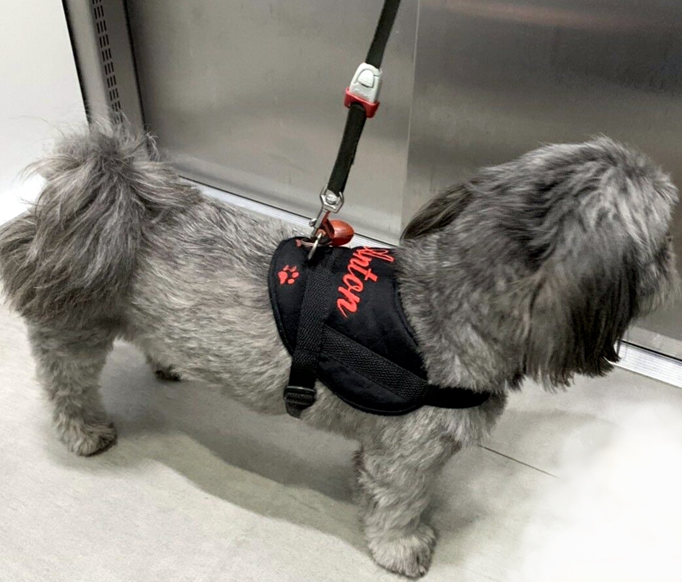 custom dog harness louisvuitton｜TikTok Search