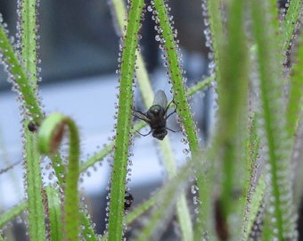 Drosophyllum lustianicum (Slobbering pine) seeds - 20 seeds per packet