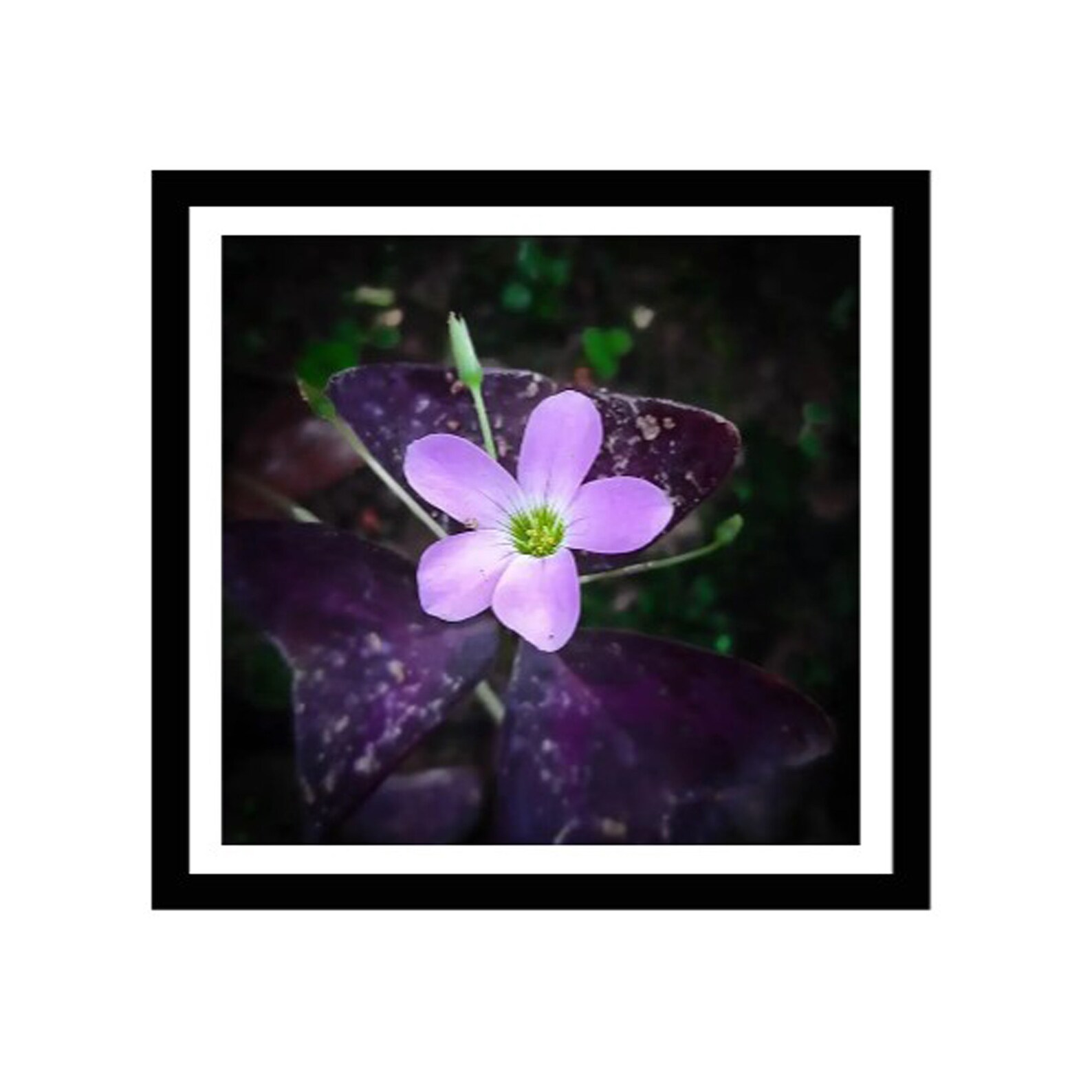 digital photoframe digital photoframe