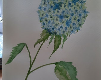 Hydrangea blossom that never withers watercolor