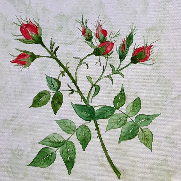 Aquarellbild Rosenknospen auf Keilrahmen, Original