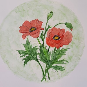 Pittura ad acquerello, papavero, unico