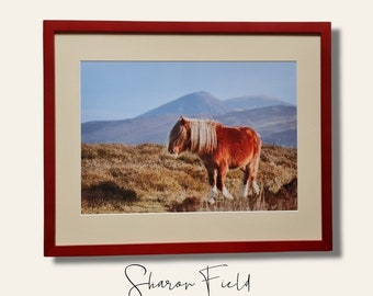Welsh Mountain Pony on the Longmynd, Framed Print