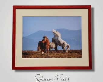 Welsh Mountain Ponies on the Longmynd, Framed Print