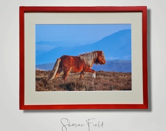 Welsh Mountain Pony on the Longmynd, Framed Print