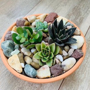 Succulent Garden Kit