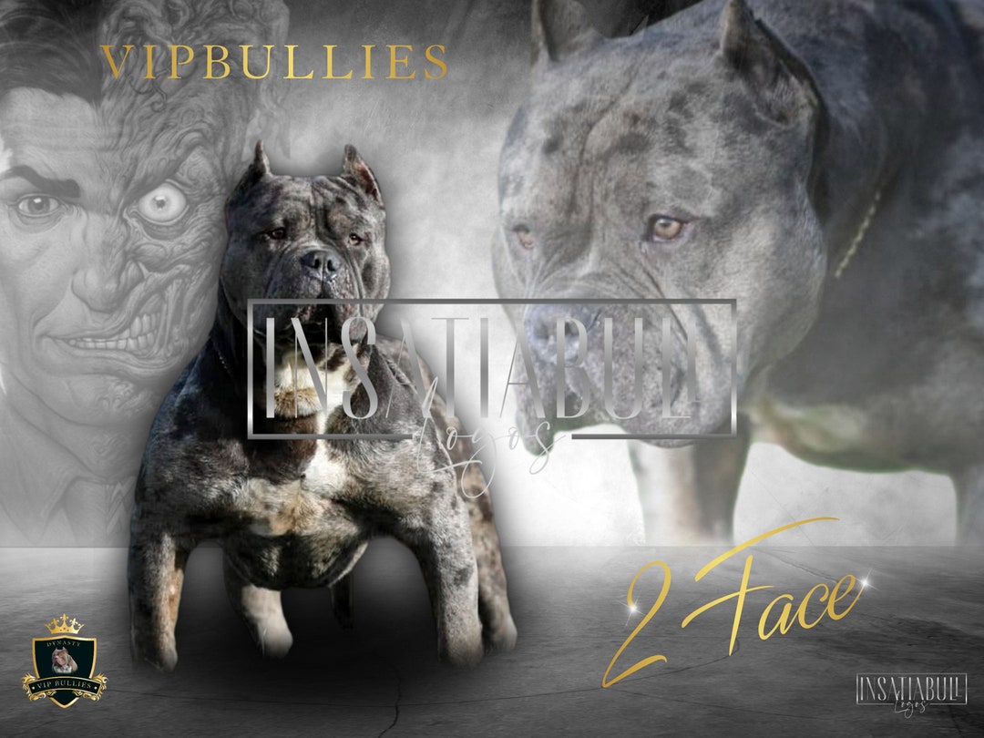 CUSTOM GRAPHIC DESIGN Stud Banner Stud Dog Breeders Kennel Design Dog