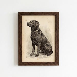 May include: A framed black and white print of a Labrador Retriever dog. The dog is sitting upright, wearing a collar, and looking to the left. The frame is dark brown.