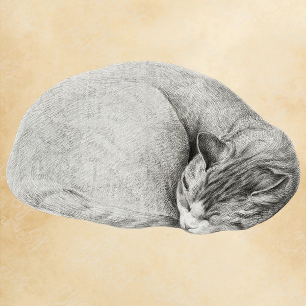 Antique Vintage Sleeping Grey Cat PNG JPG ClipArt Digital Download Transparent Background Personal Commercial Fabric Transfer Iron On Burlap