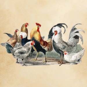 Antique Vintage Chickens & Roosters Design PNG ClipArt Digital Download Transparent Background Personal Commercial Hen Burlap Iron On Farm