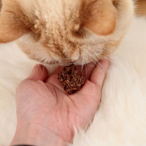 Cat Toy Natural High Grade Gall Fruit 80% more potent than Catnip image 2