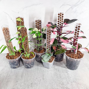 Extendable Plant Support Poles - Various Sizes - Clear & White Plastic Support Poles
