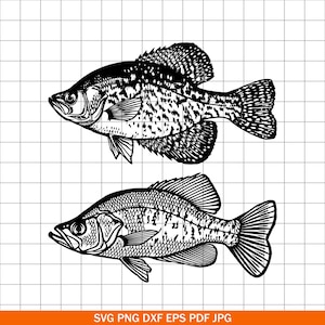 May include: Two detailed black and white illustrations of crappie fish. The fish are depicted in profile, showcasing their scales, fins, and distinctive body shapes. The image is suitable for fishing enthusiasts or those interested in aquatic life.