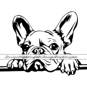 Bulldog francese che sbircia SVG, Bulldog francese SVG, Frenchie SVG, Clipart, File per Cricut, File di taglio per Silhouette, Dxf, Png, Eps, Vettore