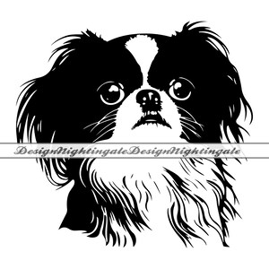 Op de afbeelding: Zwart-witte illustratie van een Japanse Chin hond met een witte vlek op zijn voorhoofd. De hond heeft grote, ronde ogen en een kleine, zwarte neus.