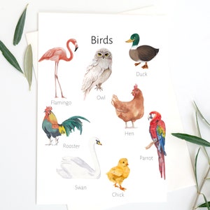 Watercolor Birds- poster - Montessori inspired- printable- learning poster