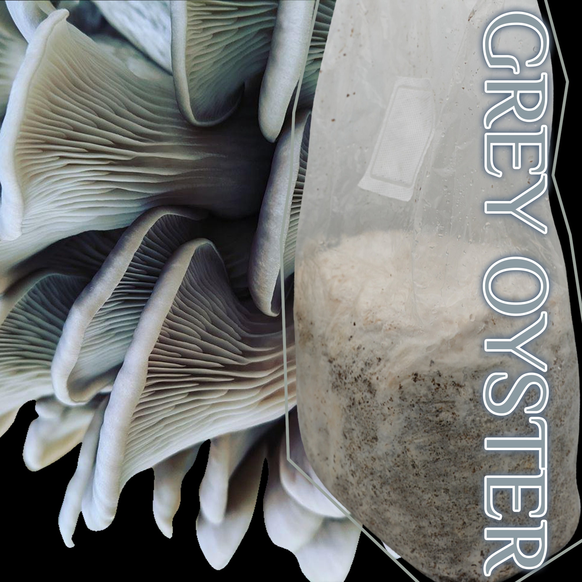 Sterile Substrate HUGE YIELDS Gourmet Mushroom Grow Bag 7 Pound Masters Mix Oak/Soy Hulls