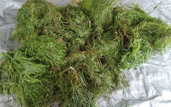 Cancansa Leaves, wild grown from Honduras 1lb 29