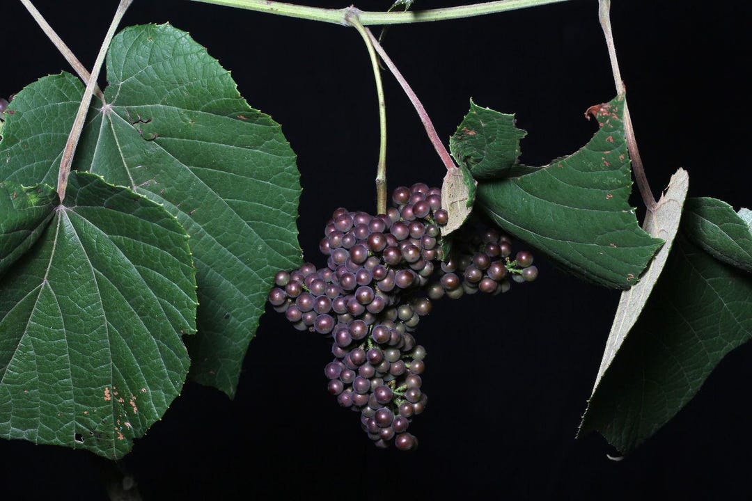 Blood Wiss (vitis Tiliifolia) - Etsy