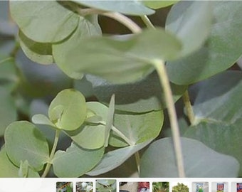 EUCALYPTUS leaves Eucalyptus cinerea, shipping included.