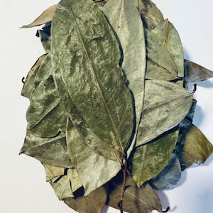 SOURSOP  / Annona muricata Leafes in Ounces Honduras