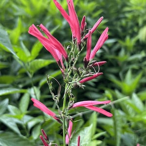 Saint Johns  Bush with stems 1lb 35usd