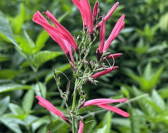 Saint Johns  Bush with stems 1lb 35usd