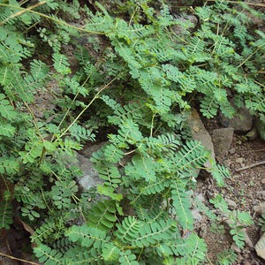 Può includere: Primo piano di una pianta a livello del suolo con piccole foglie verdi a forma di felce. La pianta cresce tra rocce e terra. Le foglie sono di un verde vibrante e la pianta sembra sana e rigogliosa.