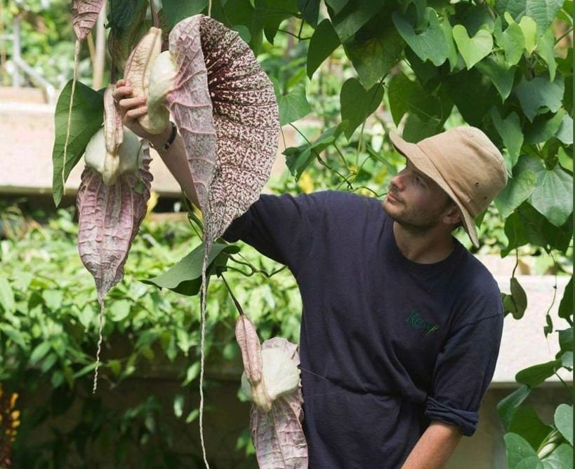 Duck flower From Honduras (Aristolochia Grandiflora) – The King Herbs of  Life