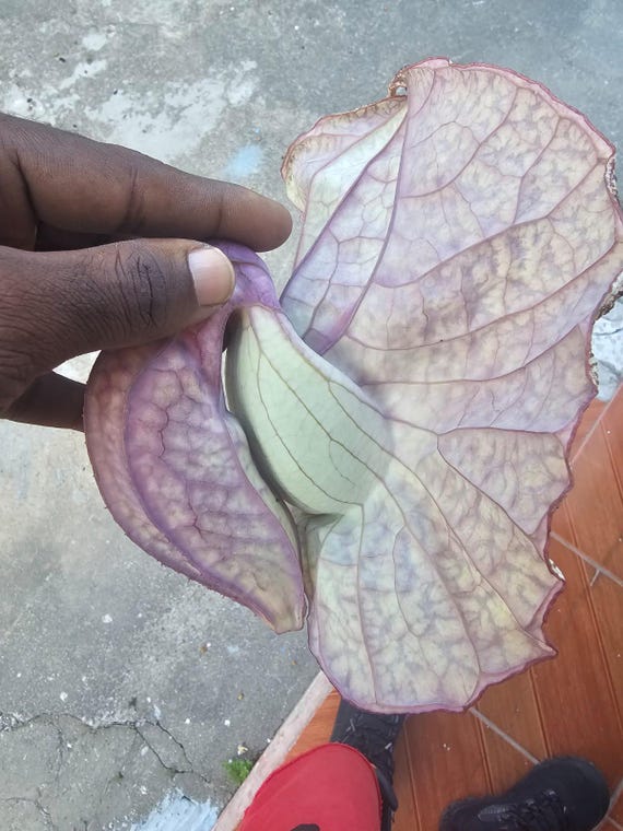 2 HONDURAS Duck Flowers 20usd