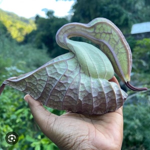 Duck Flower”Flor De Pato/Palo Guaco – IAMOH Herbals