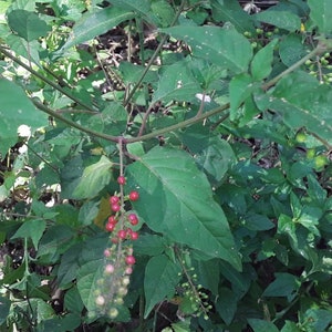 May include: A close-up of a green leafy plant with clusters of small red berries hanging from the branches.