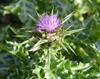 milk thistle /  Silybum marianum